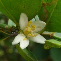 Citrus × aurantiifolia (Christm.) Swingle